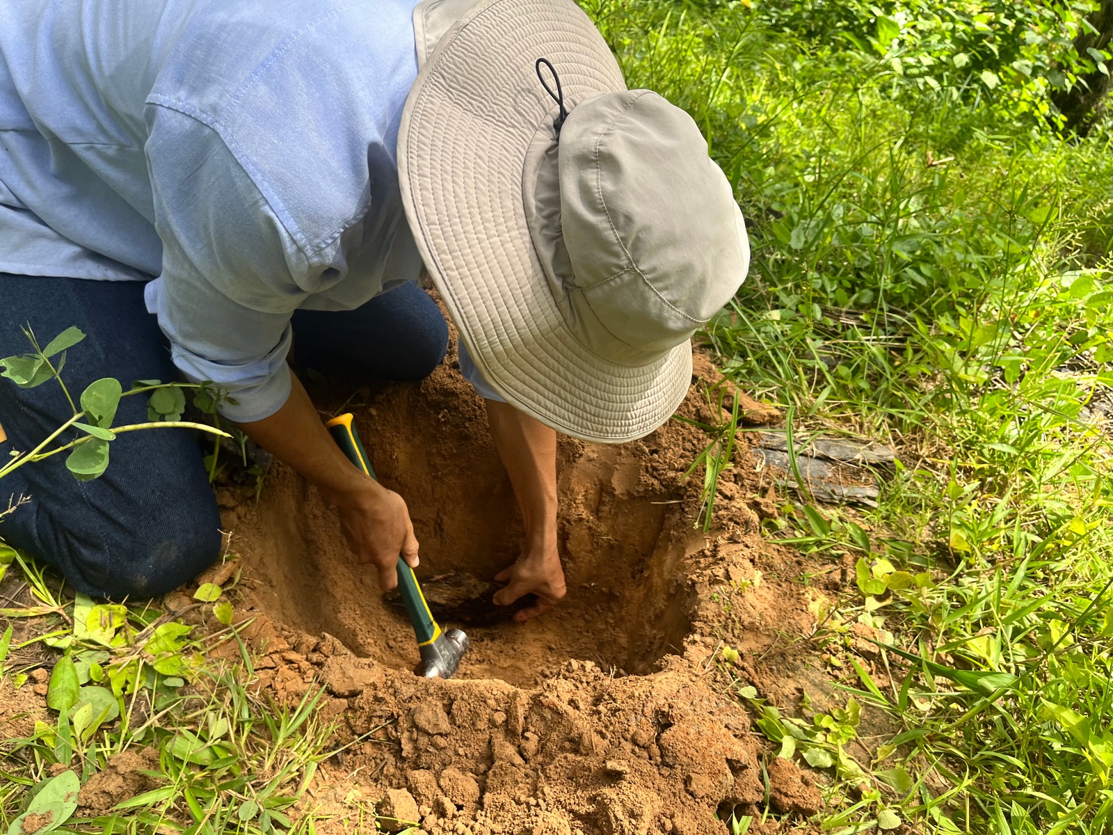 Técnico con sombrero siembra una plántula en suelo descubierto